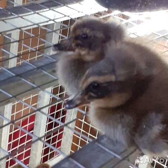 Яйца на инкубацию утиные и куриные