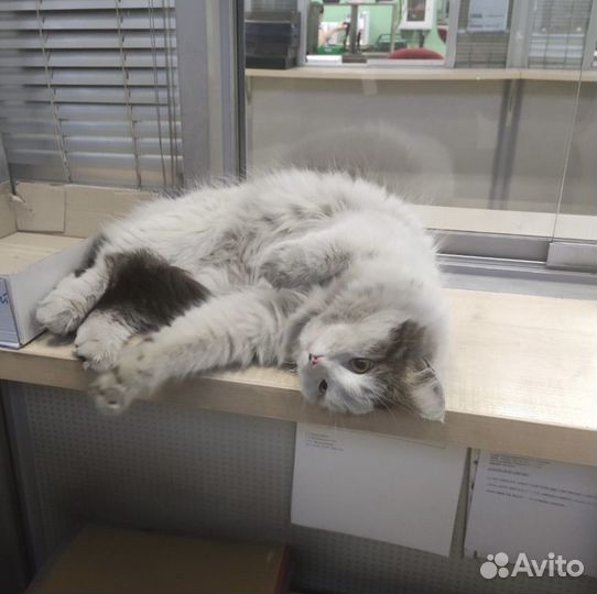 Найдена кошечка