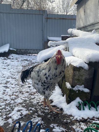 Продам петуха