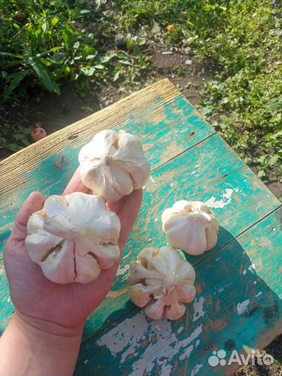 Чеснок Белый лебедь
