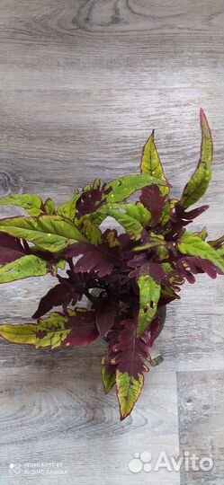 Колеусы вегетативные