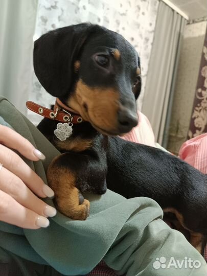 Такса в добрые руки