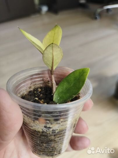 Замиокулькас акебоно