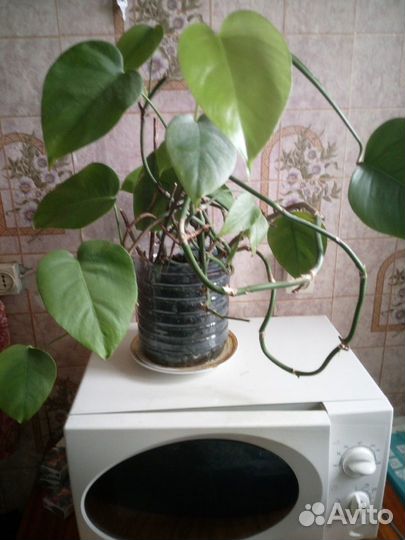 Монстера Карвинского