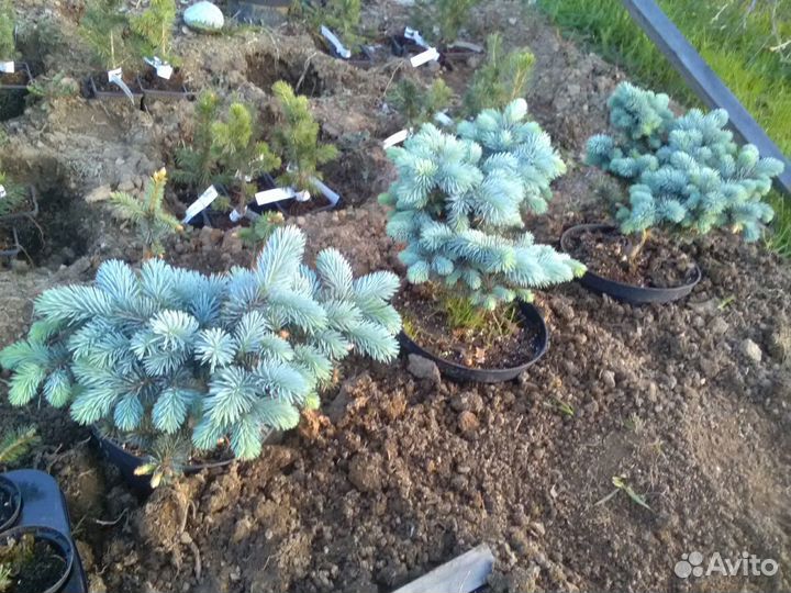 Саженцы голубой ели