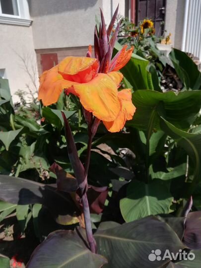 Растения для дачи