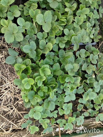 Рассада клубники