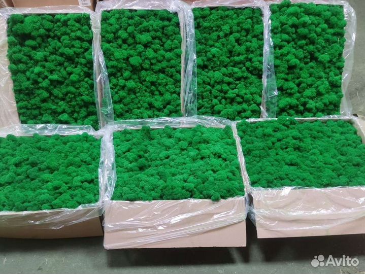 Стабилизированный мох ягель, пластовой, кочка