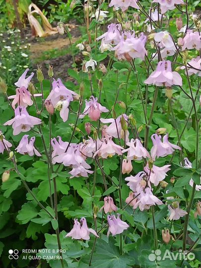 Купальница саженцы