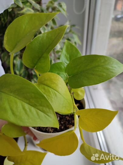 Эпипремнум неон, традесканция, каллизия, фикус