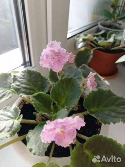 Алоэ, фиалка