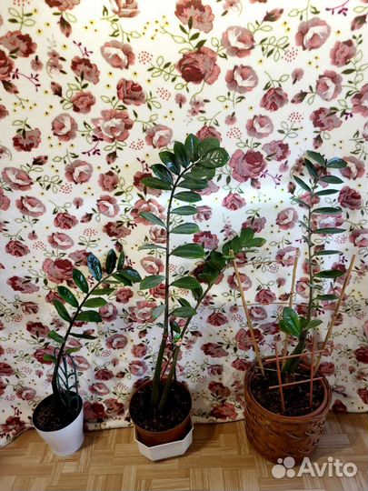 Замиокулькас