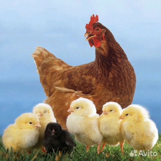 Куры-несушки, куры-молодки.Ленинск, Белово, Гурьев