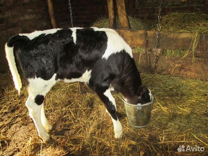 Телочка от высокоудойной коровы