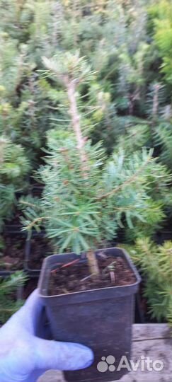 Пихта корейская