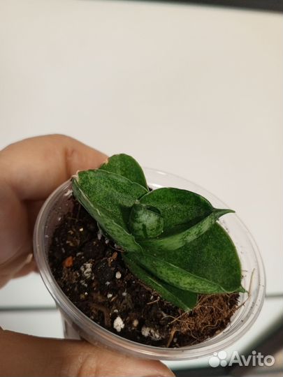 Сансевьерии 1