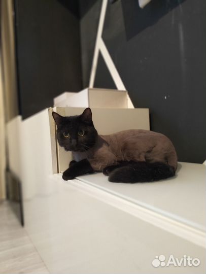 Модель на груминг