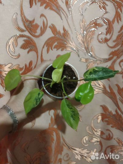 Филодендроны