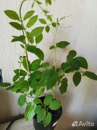 Кобея - лиана для сада