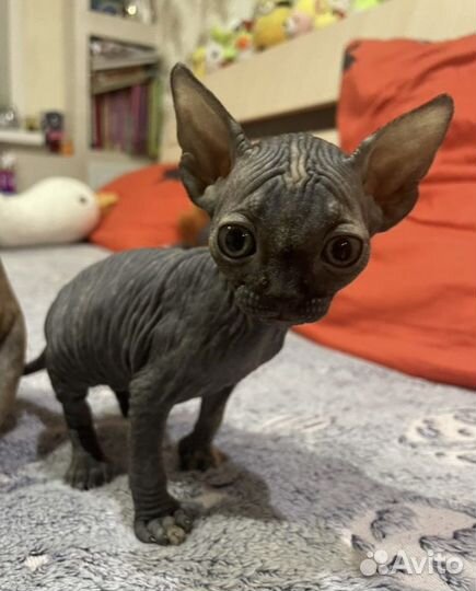 Канадский сфинкс