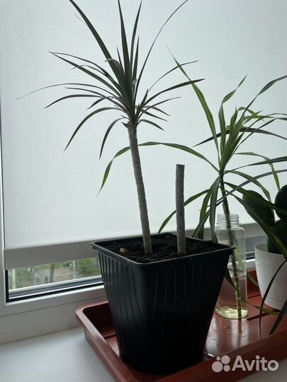 Пальма драцена