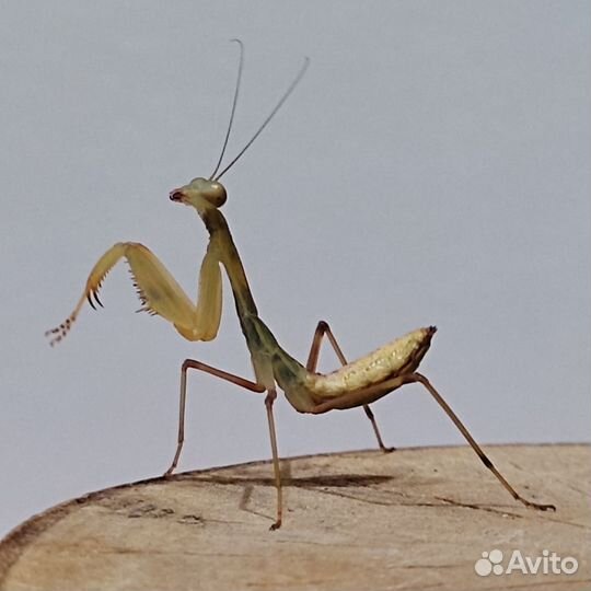 Африканские богомолы