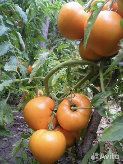 Рассада томатов «гномов»