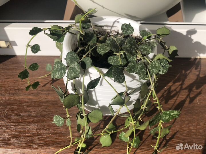 Хойи сортовые