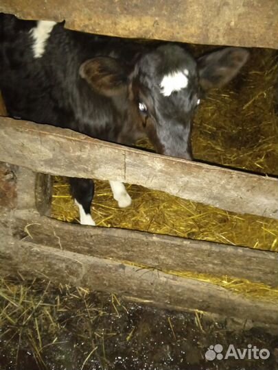 Продам телочек