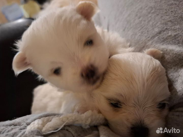 Щенки мальтипу