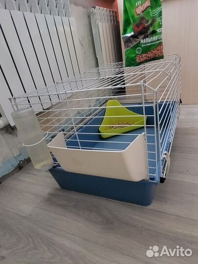 Декоративные кролики