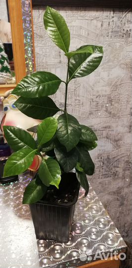 Комнатные домашние растения