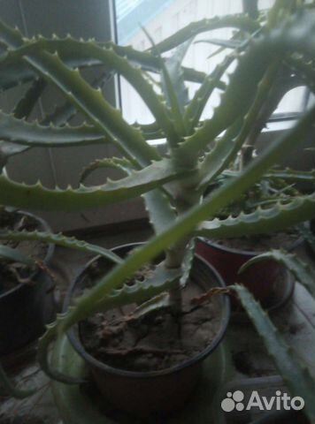 Алоэ маленькие саженцы