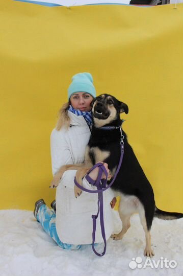 Веселая молодая собака ждет вас