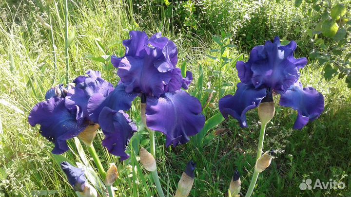 Ирисы