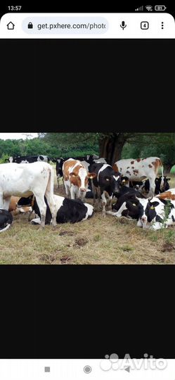 Продажа крс и мрс