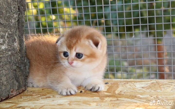 Шотландская золотая шиншилла мальчик