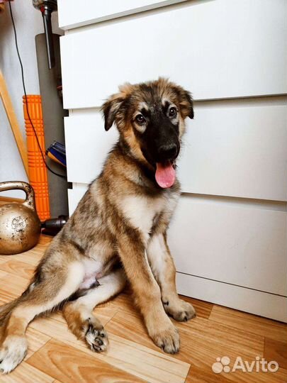 Щенок ищет мам и пап бесплатно в добрые руки