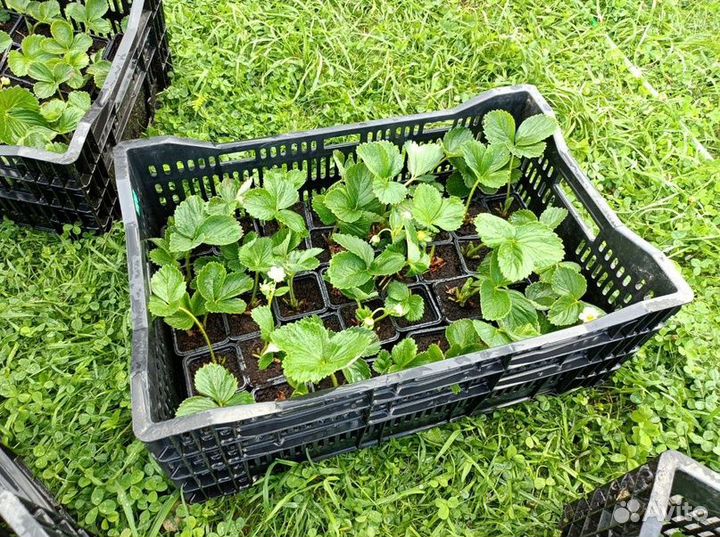 Рассада клубники Альбион с ягодной фермы