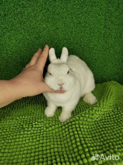 Рекс и Гермелин