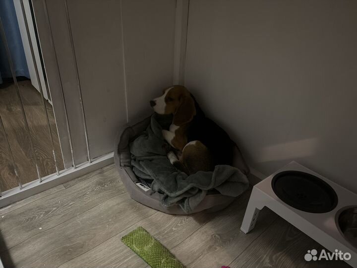 Клетка вольер для собак