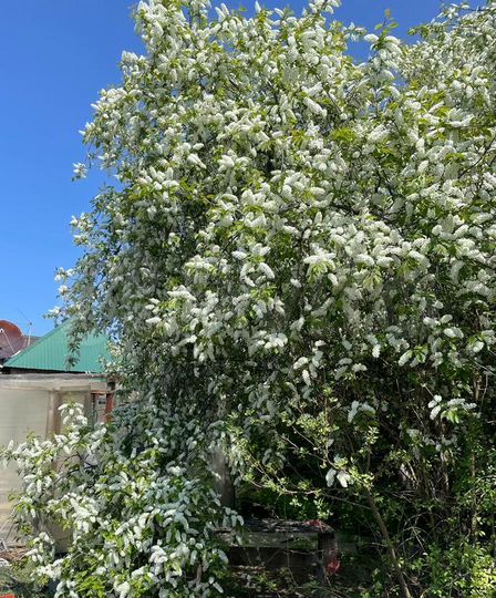 Участок 12 сот. (ИЖС)