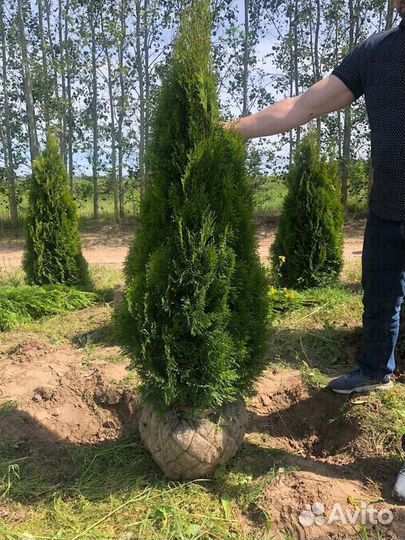 Туя смарагд 1,5м оптом