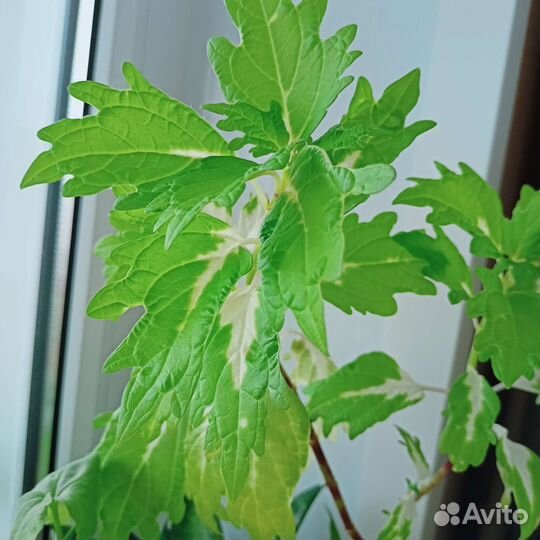 Колеус сортовой