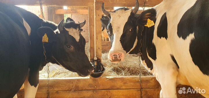 Племенные нетели