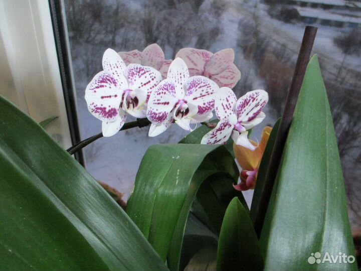 Орхидея фаленопсис