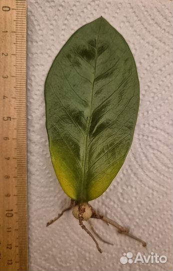 Замиокулькас замиелистный