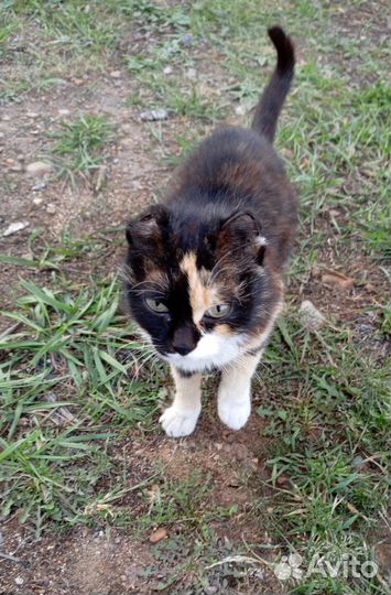 Кошка погибает на даче