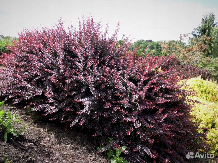 Барбарис Атропурпуреа-Atropurpurea