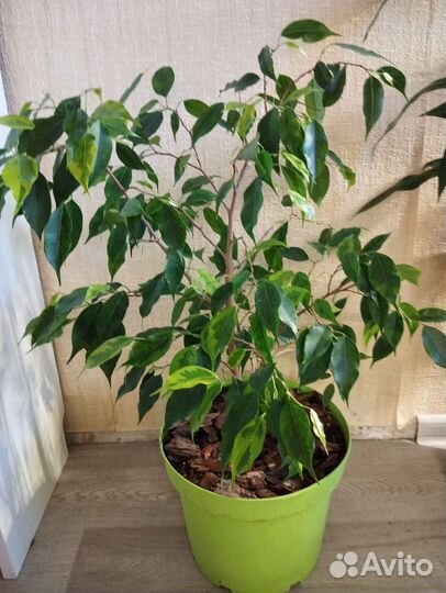 Фикус бенджамина пестролистный Регидан